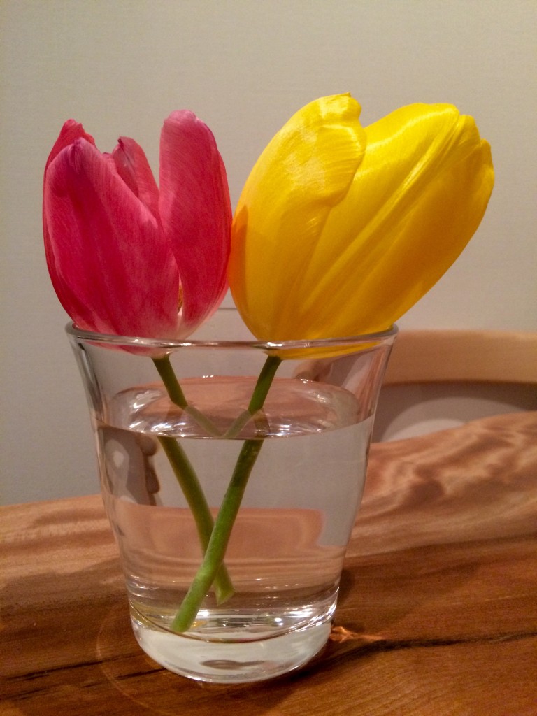 Tulipa.JPG
