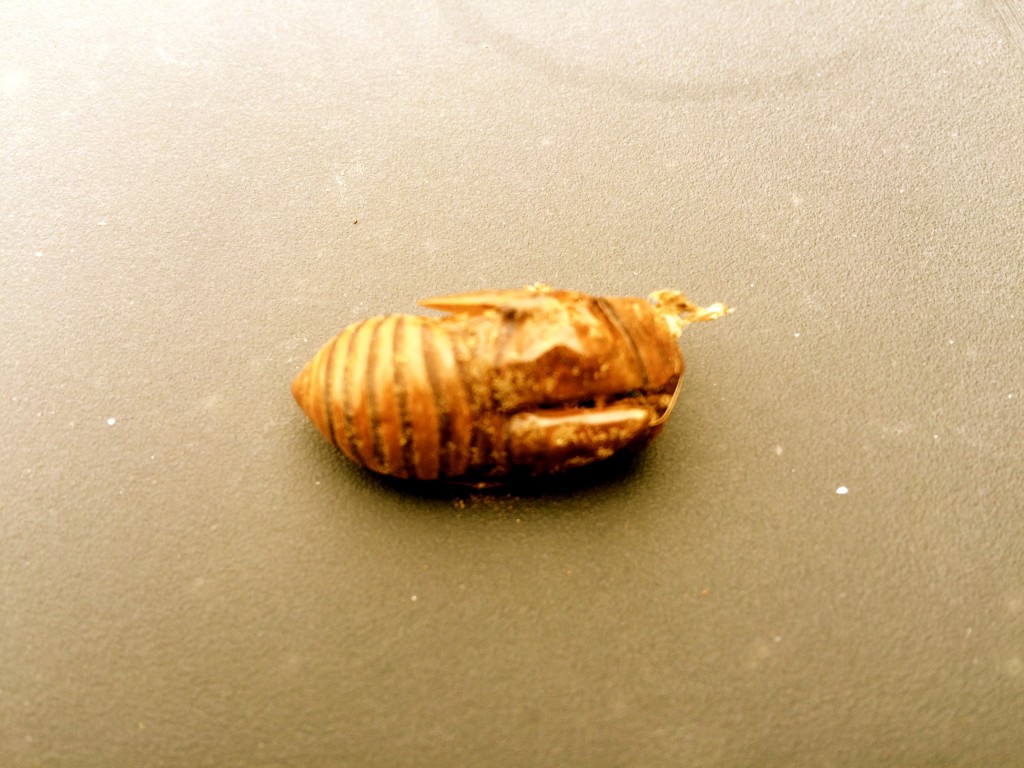 cicada_shell