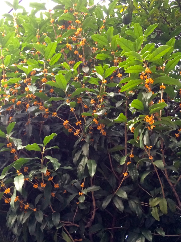 fragrant_orange-colored_olive