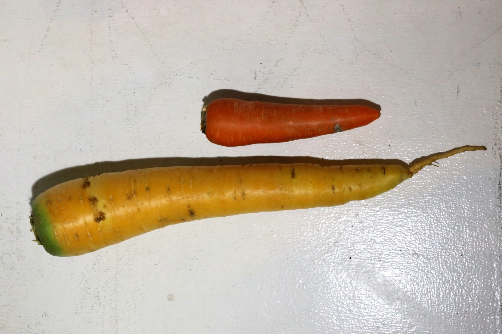 yellow_carrot
