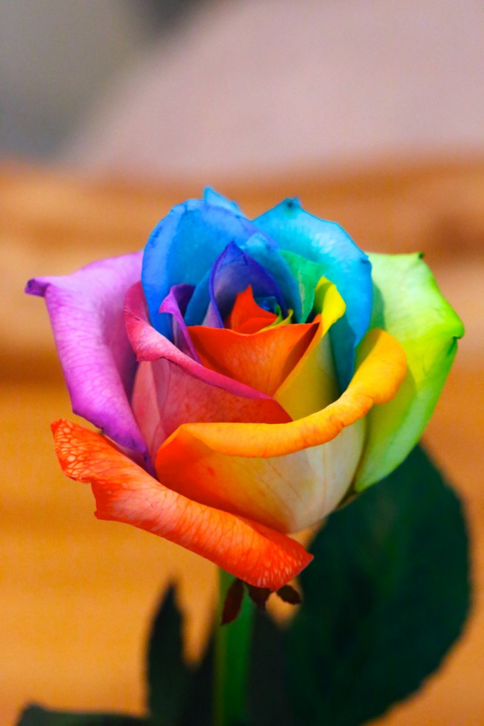 rainbow_rose