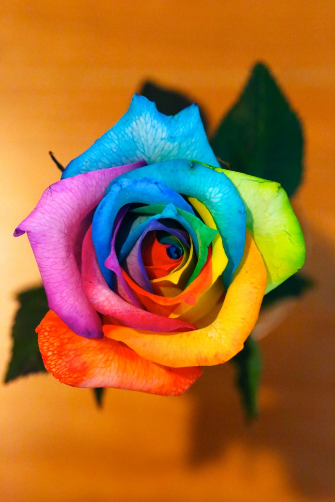 rainbow_rose_top