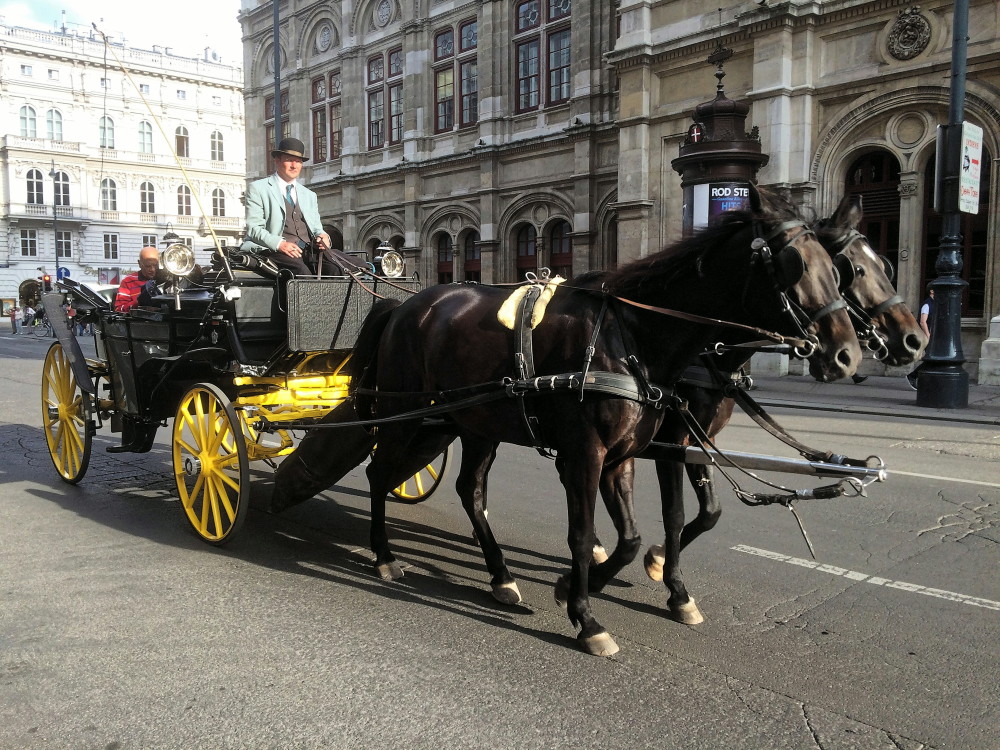 carriage_horse